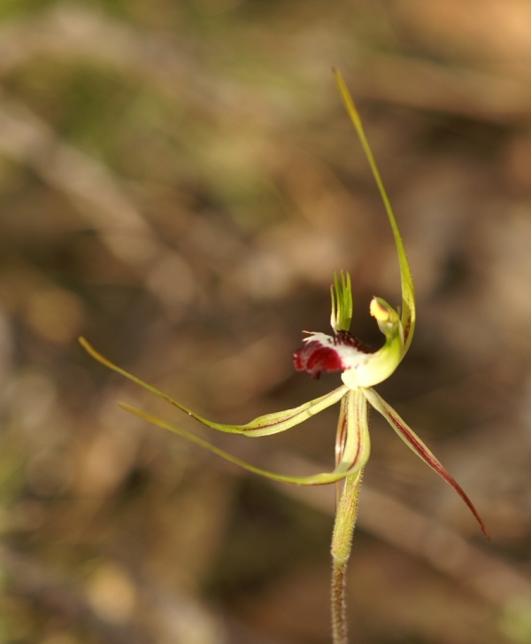 Caladenia tentaculata
